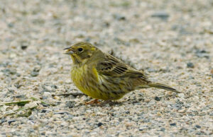 Yellowhammer