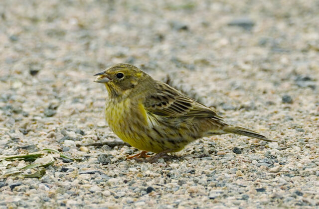 Yellowhammer