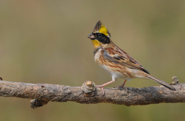 Yellow-throated Bunting