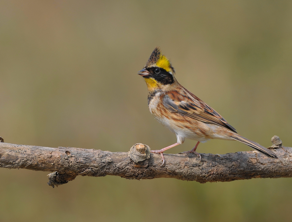 Yellow-throated Bunting