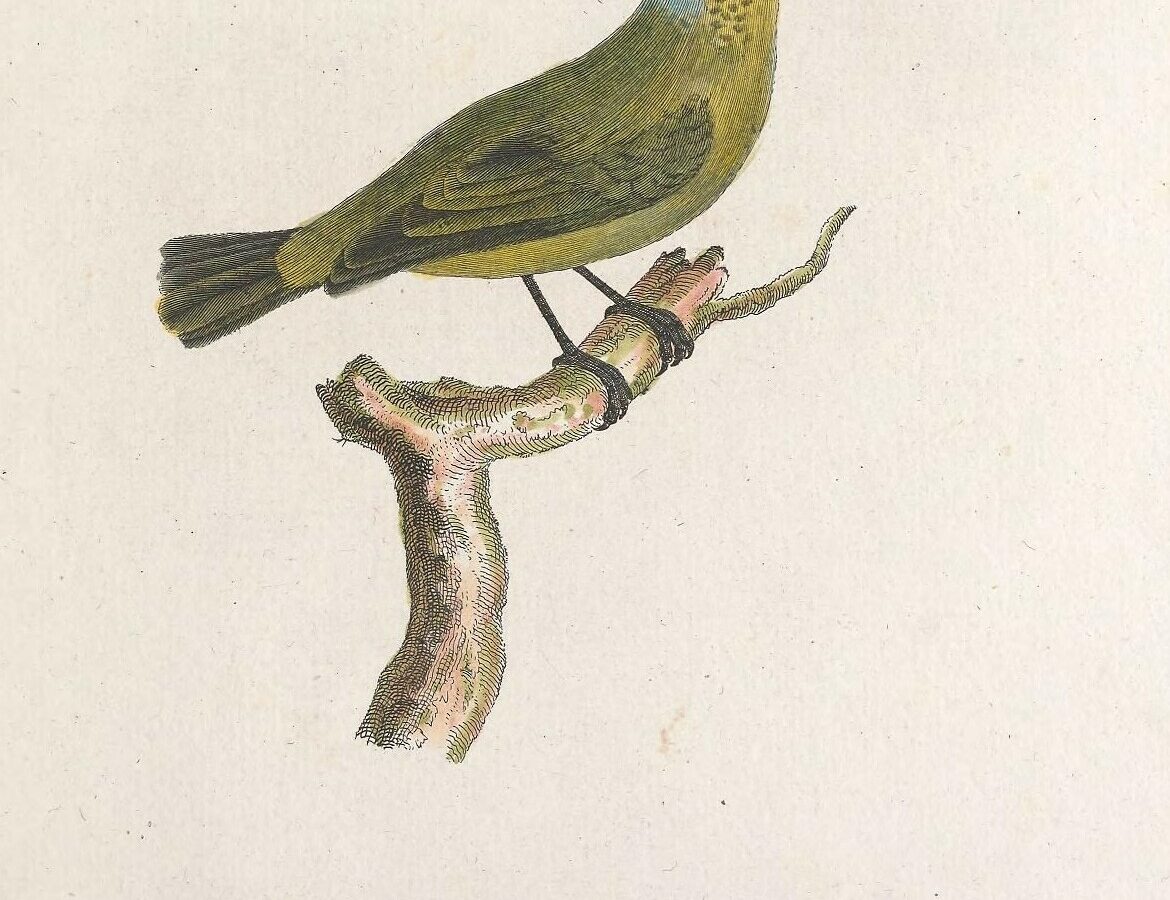 Lesser Antillean Euphonia