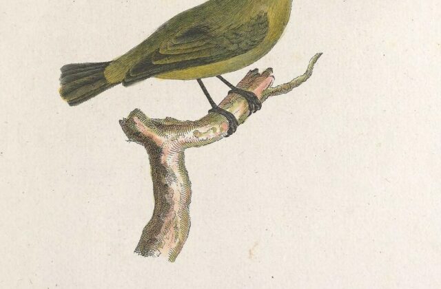 Lesser Antillean Euphonia