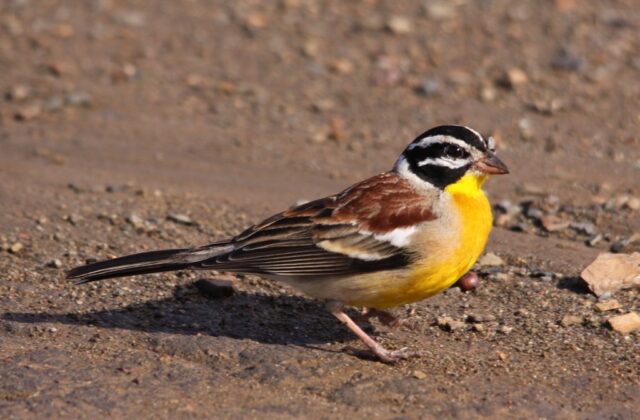 Golden-breasted Bunting