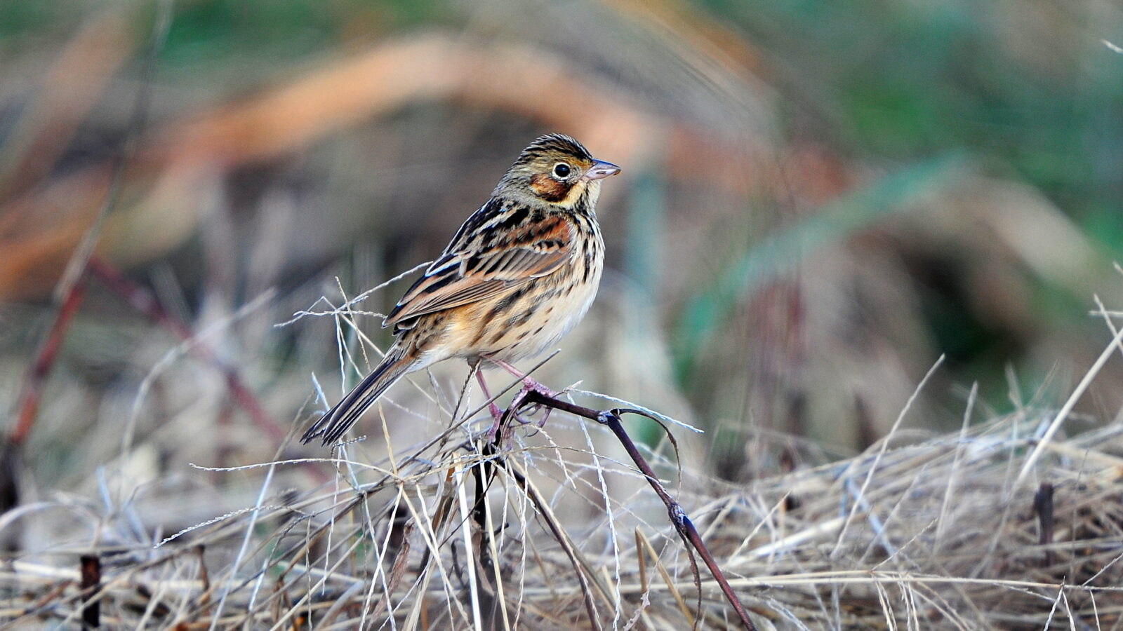 Chestnut-eared Bunting