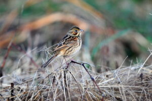 Chestnut-eared Bunting