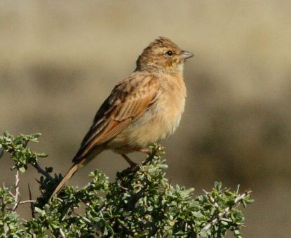 Lark-like Bunting