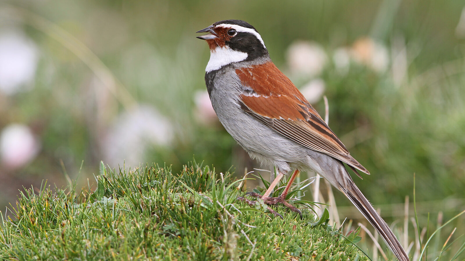 Tibetan Bunting