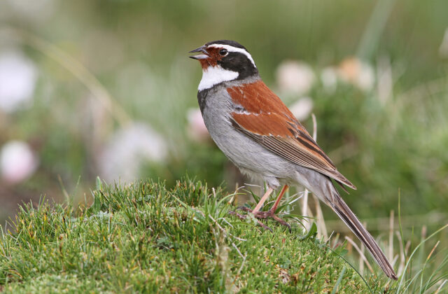 Tibetan Bunting