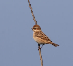 Pallas’s Reed Bunting