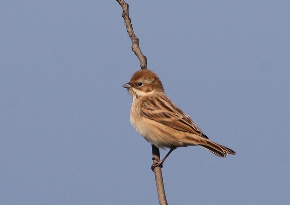 Pallas’s Reed Bunting