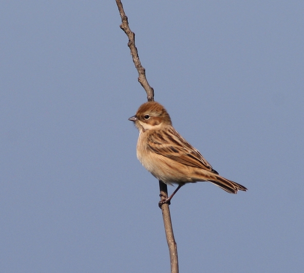 Pallas’s Reed Bunting