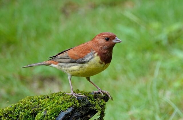 Chestnut Bunting