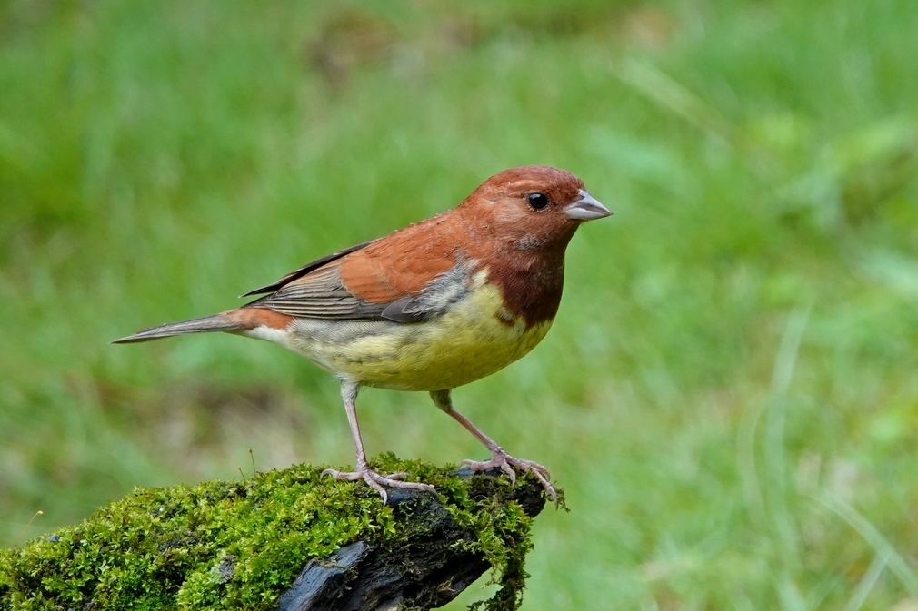 Chestnut Bunting