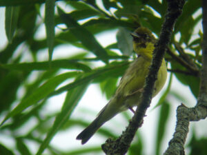 Yellow Bunting