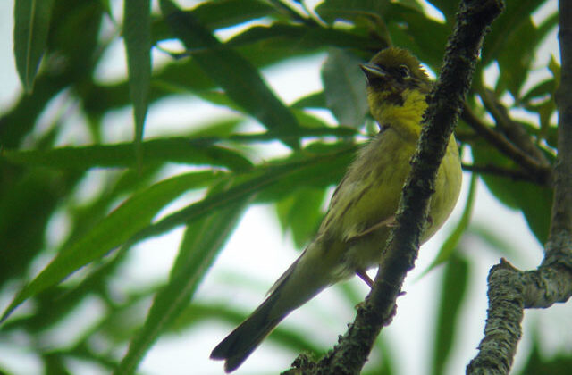 Yellow Bunting