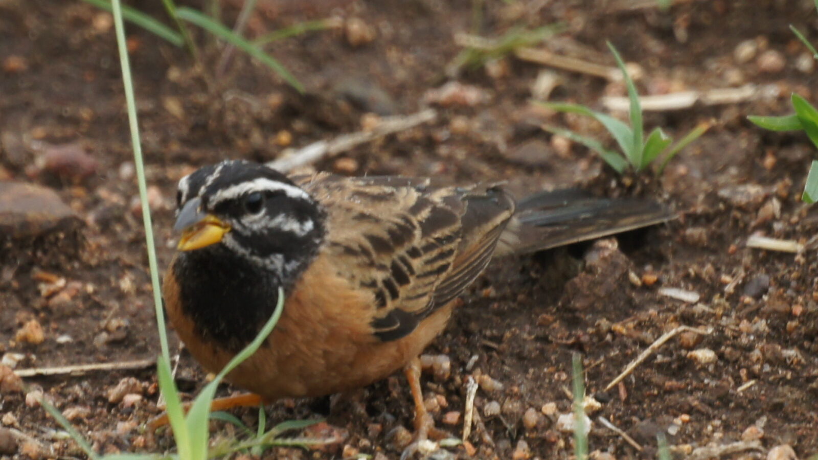 Cinnamon-breasted Bunting