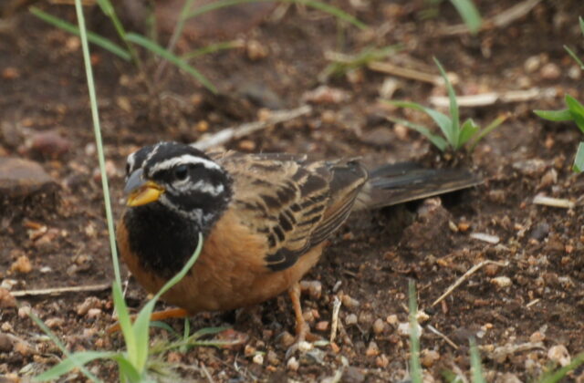 Cinnamon-breasted Bunting