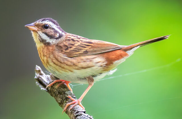 Tristram’s Bunting