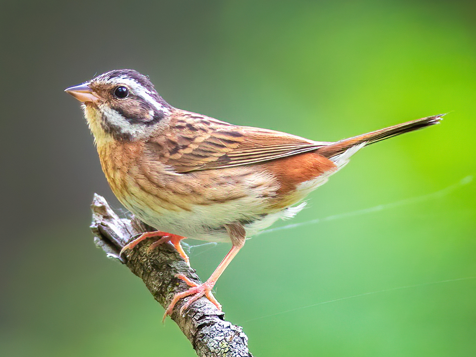 Tristram’s Bunting