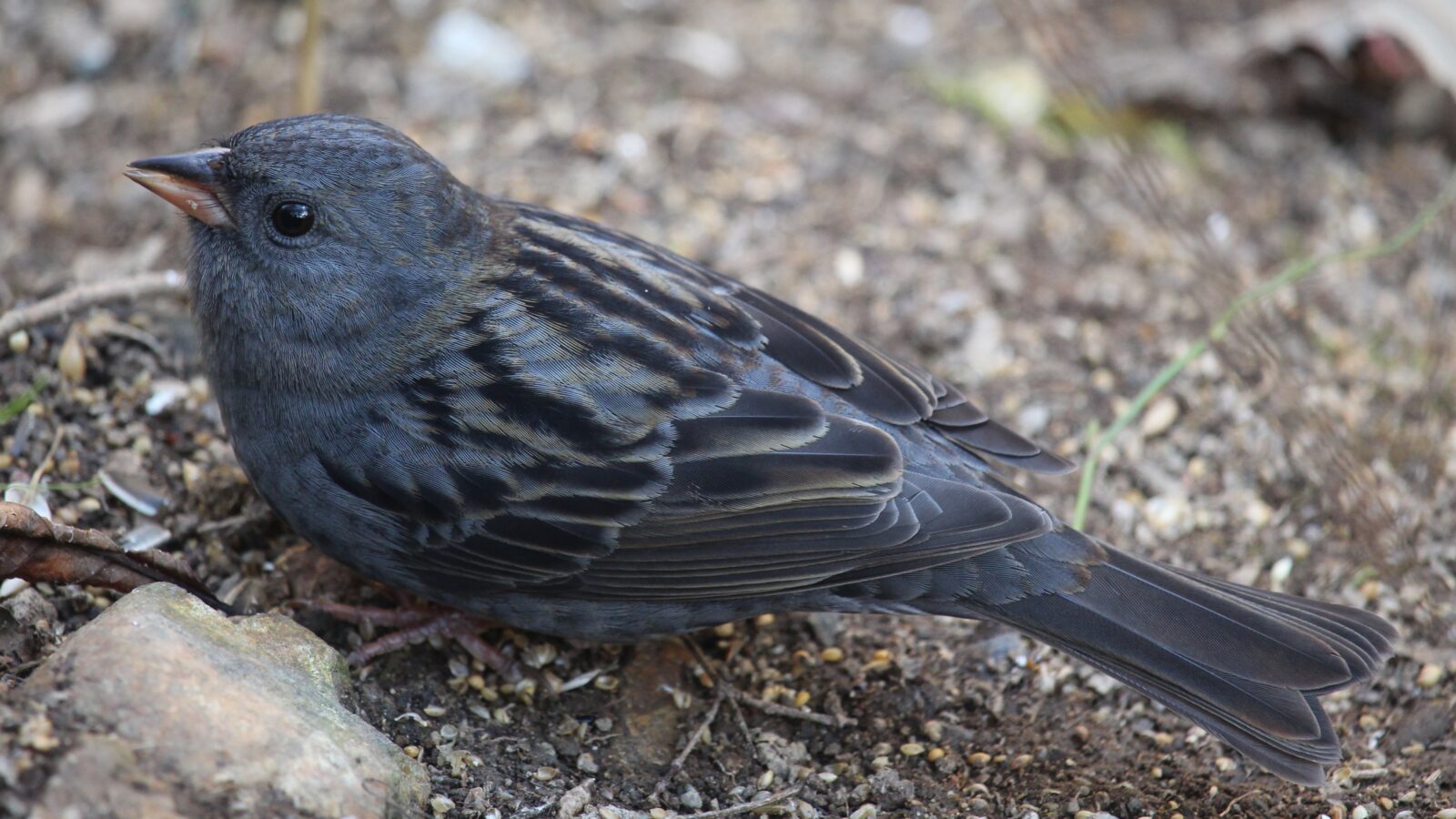 Grey Bunting