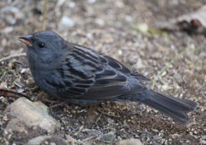 Grey Bunting