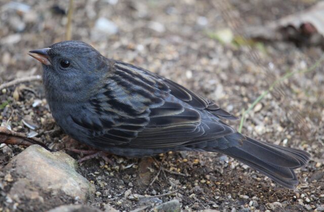 Grey Bunting