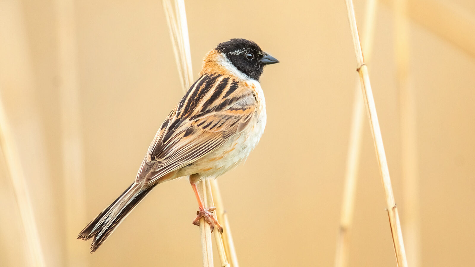 Ochre-rumped Bunting