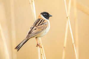 Ochre-rumped Bunting