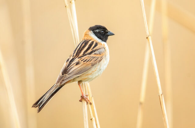 Ochre-rumped Bunting