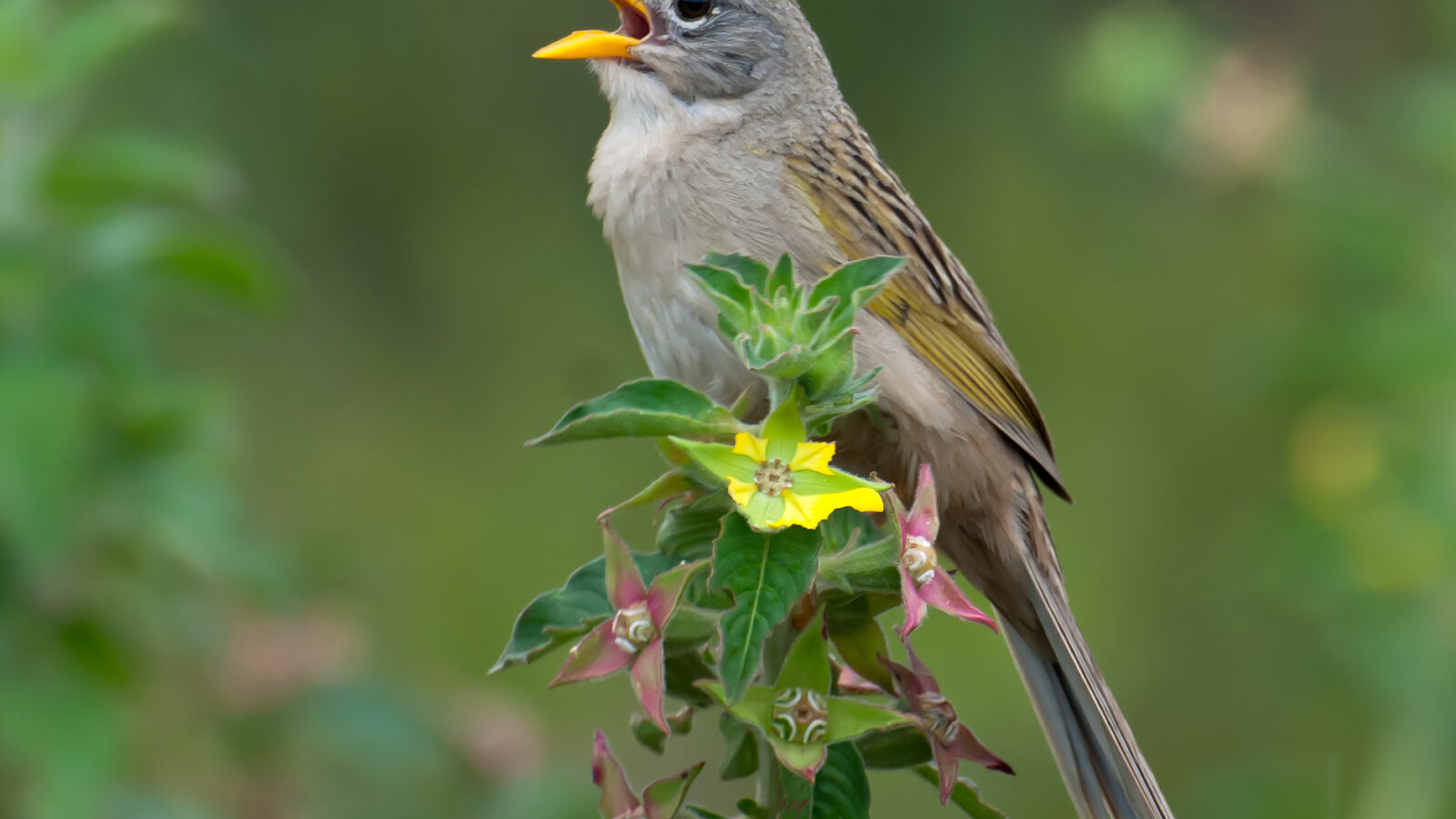 Wedge-tailed Grass Finch