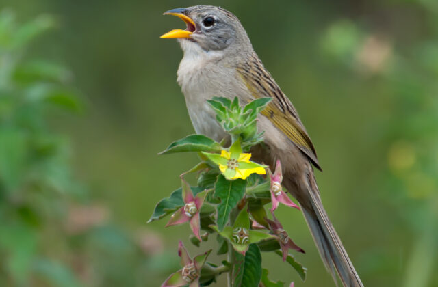 Wedge-tailed Grass Finch