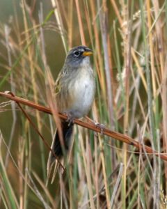 Lesser Grass Finch