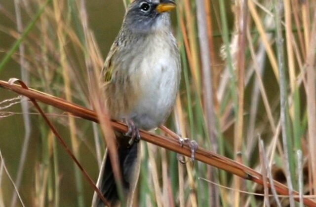 Lesser Grass Finch