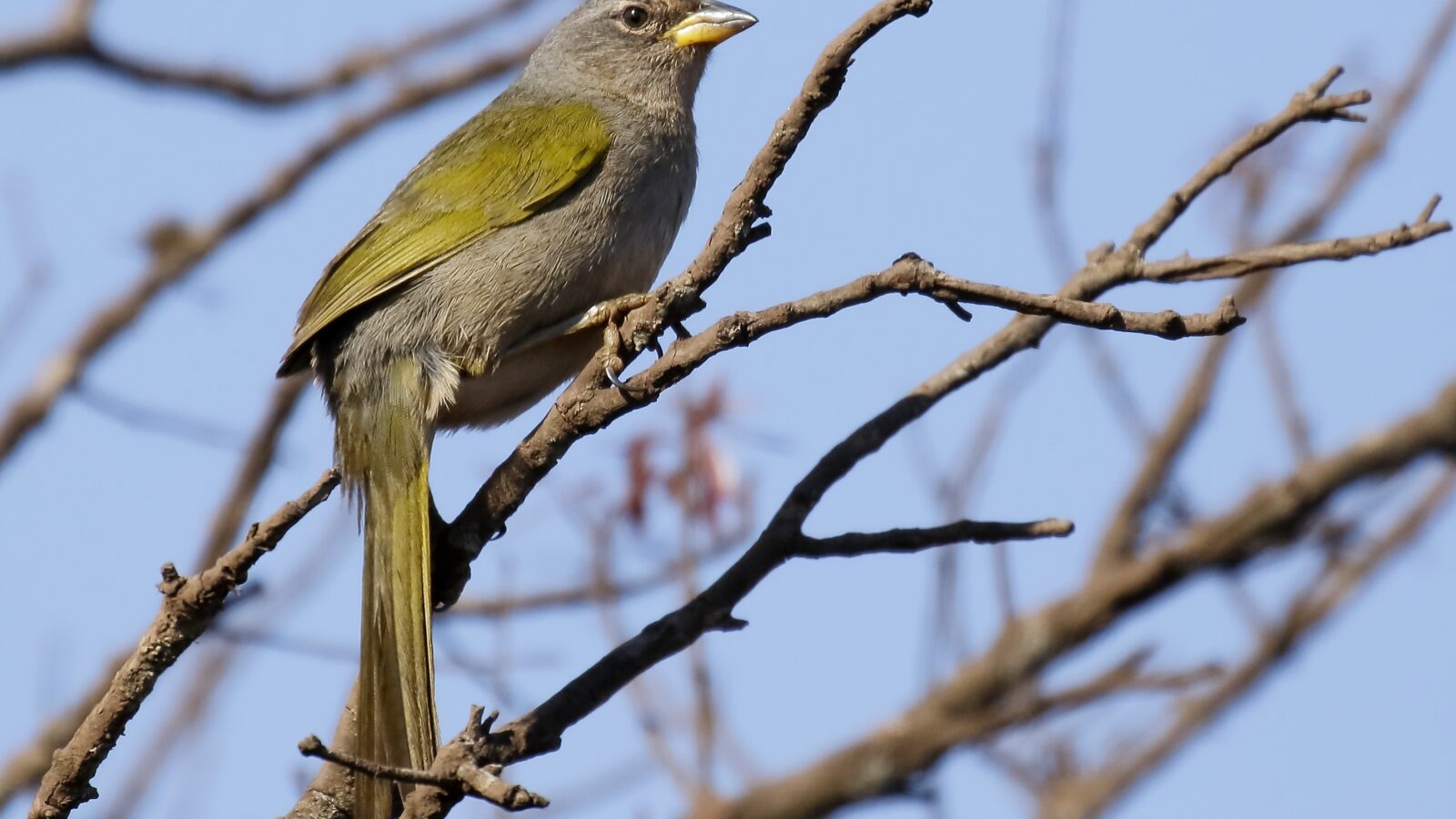 Serra Finch