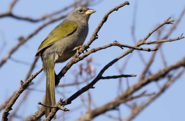 Serra Finch