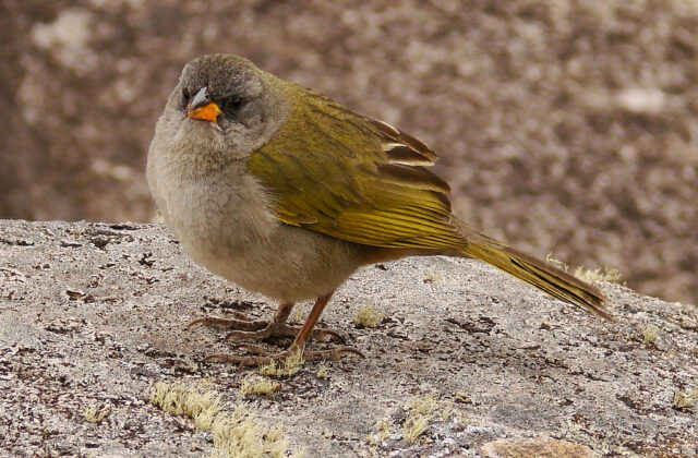 Pampa Finch