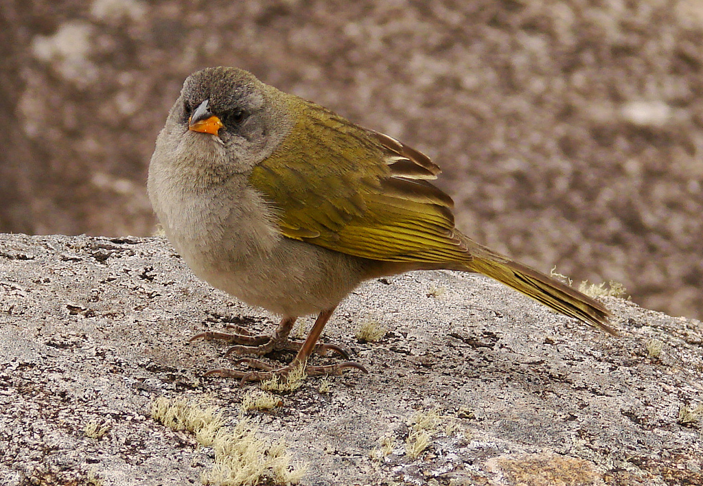 Pampa Finch