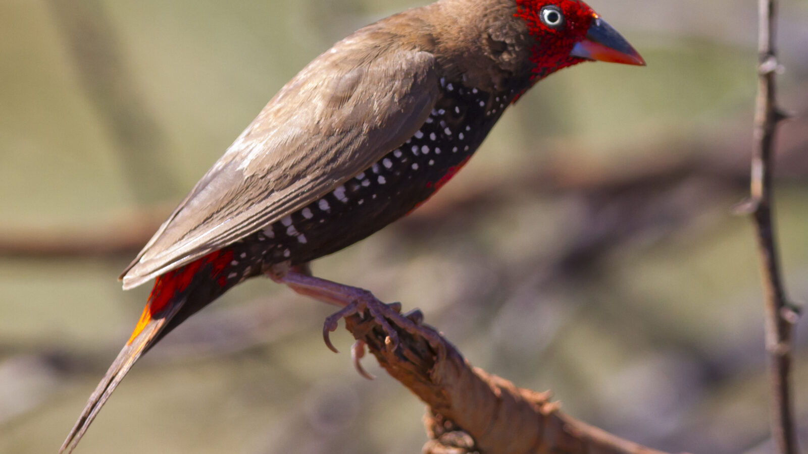 Painted Finch