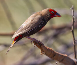 Painted Finch