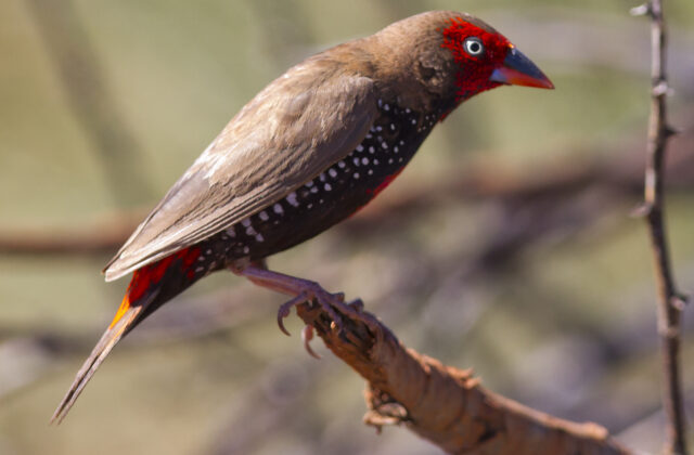 Painted Finch