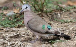 Emerald-spotted Wood Dove