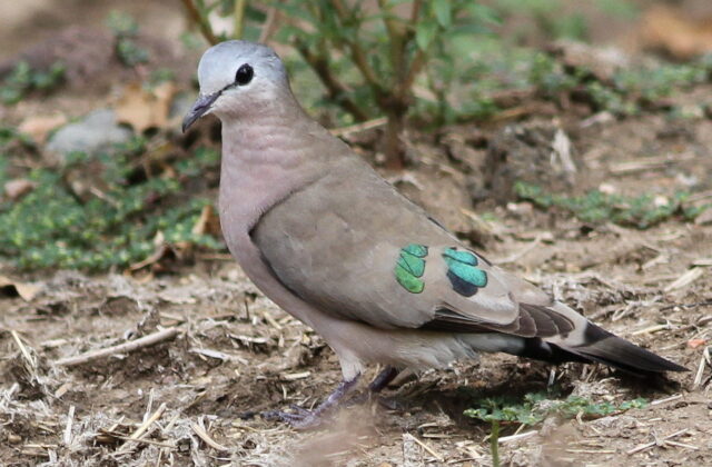 Emerald-spotted Wood Dove