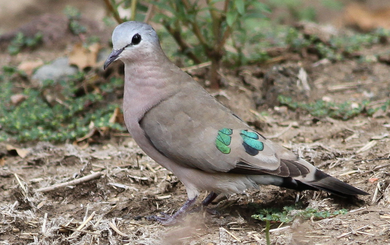 Emerald-spotted Wood Dove