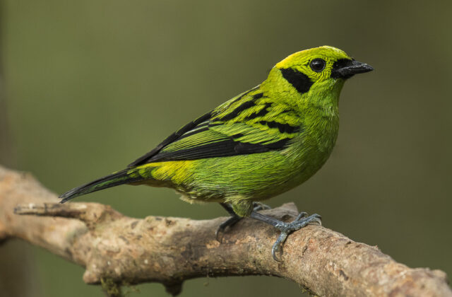 Emerald Tanager