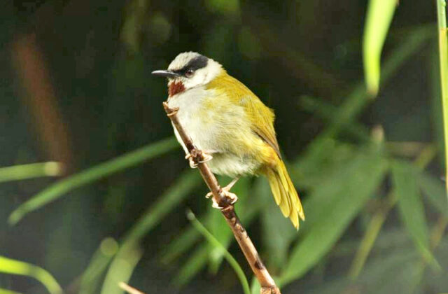 Grey-capped Warbler