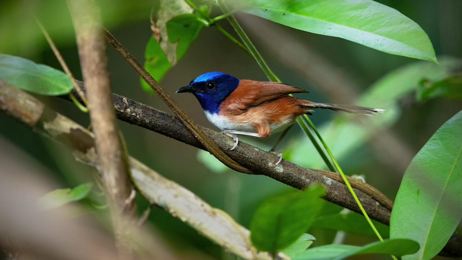 Emperor Fairywren