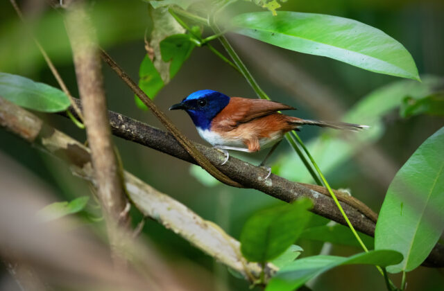 Emperor Fairywren