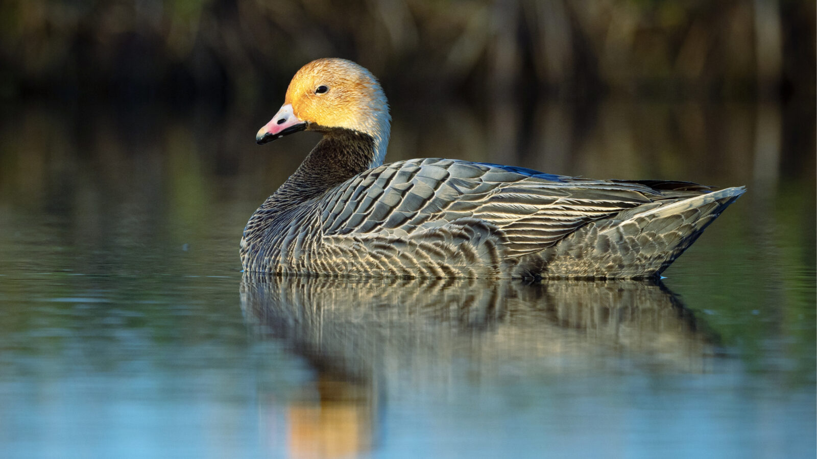 Emperor Goose