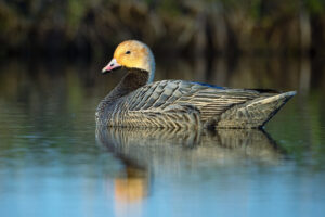 Emperor Goose