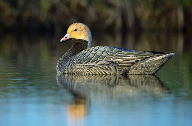 Emperor Goose